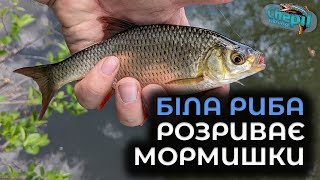 ПОПАВ НА РОЗДАЧУ БІЛОЇ РИБИ НА МОРМИШКУ! Мормишинг в Івано-Франківській області!