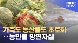 가축도 농산물도 초토화‥농민들 망연자실 (2023.07.18/뉴스데스크/MBC)