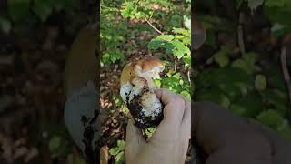 Boletus Mushrooms (hribi, pitoi) - Fall 2024 Edition - Cavnic, MM, Romania