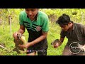 കൊമ്പനെ പിടിച്ച്‌ ഇറ്റാലിയൻ ഗ്രിൽ അടിച്ചു primitive fishing u0026 cooking italian grilled fish