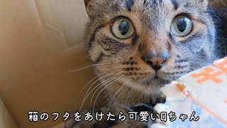 ダンボール箱に集まってきた猫たち！