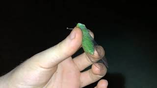 green cicada scream