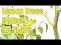 Lemon Tree Update 1.5 YEARS Later ( Most Asked For Video )