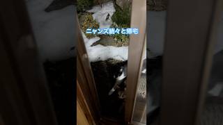 ネコと子ネコとおじさん　プチ家出ニャンズ続々と帰宅‼️ #shorts #cat #cats #snow #猫のいる暮らし #ねこ #猫 #赤ニャン