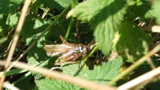 Examples of Stridulation in Crickets