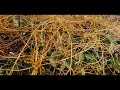 cuscuta campestris parasitize on calystegia soldanella greece by theo