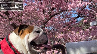 ブルドッグ【河津桜🌸】の伊豆旅…#河津桜#伊豆#犬連れ旅