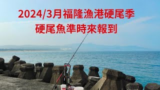 （第20集）福隆漁港硬尾魚今年準時來報到數量有限#臺灣釣魚