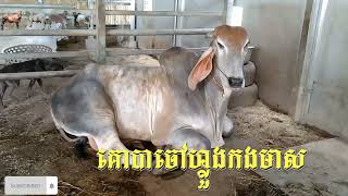 Ep:33កសិដ្ធាននៅខេត្តកំពង់ធំមានគោបាមេគោស្អាតណាស់ The farm in Kampong Thom province has very beautiful