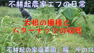 大根の播種とバターナッツの収穫　不耕起農家エフの日常　「不耕起の家庭菜園」編　その14