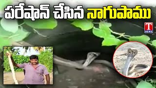 ఆమ్మో పాము | King Cobra Hulchul In Palwancha | Bhadradri Kothagudem | T News