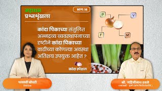 शेतीतज्ञांचा सल्ला: कांद्याचे संतुलित अन्नद्रव्य व्यवस्थापन आणि पिकाच्या वाढीच्या अवस्था |