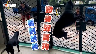 歐告喜迎把拔！父子比跳高變身彈簧😍超有愛｜寵物動物｜狗狗｜精選影片