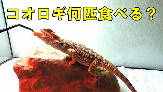 フトアゴヒゲトカゲ飼育4ヶ月【餌の量はコオロギ何匹食べる？】