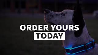 The Best LED Dog Collar