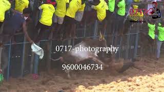 தெற்கு காட்டூர் சிறந்த சுத்து மாடு இதுவும் ஒன்று  kattur jallikattu 2023