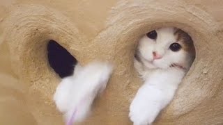 すごい猫カフェ 『CatCafeてまりのおうち』 が本気度満載で大人気！東京 吉祥寺