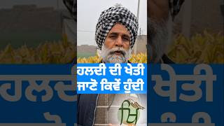 ਹਲਦੀ ਉਥੇ ਵੀ ਹੁੰਦੀ ਜਿਥੇ ਕੁਝ ਨੀ ਹੁੰਦਾ #shortsviral #shortfeed #agriculture