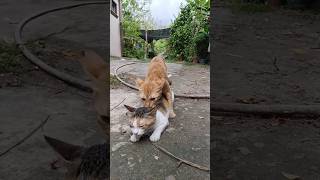 Cats Mating #cat #catlover #catvideos