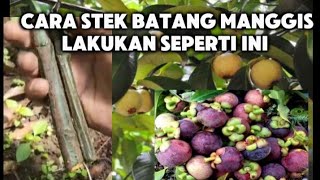 CarA Mudah Stek Pohon Buah Manggis Lakukan Seperti ini Pasti Sukses