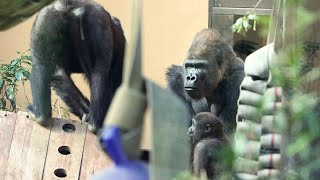 Kintaro was also very excited to see his dad's bulbul. Date taken: Feb. 8, 2022