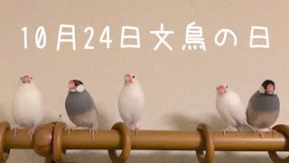 【文鳥の日】10月24日　手にしあわせ　文鳥ファイブ編 #shorts #文鳥 #文鳥の日