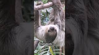 Sloths - The Ultimate Breath-Holding Champions! #facts #fascinatingwildlife #animals #shorts