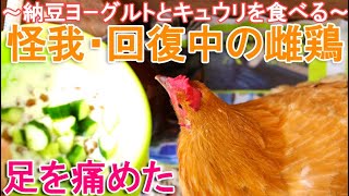 怪我が回復中のニワトリ～足を痛めて療養中の雌鶏は納豆ヨーグルトとキュウリを食べる～