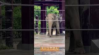 【上野動物園】ご機嫌ダンスな「スーリヤ」さん2022.08.18