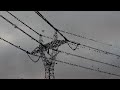 starlings on the power lines.