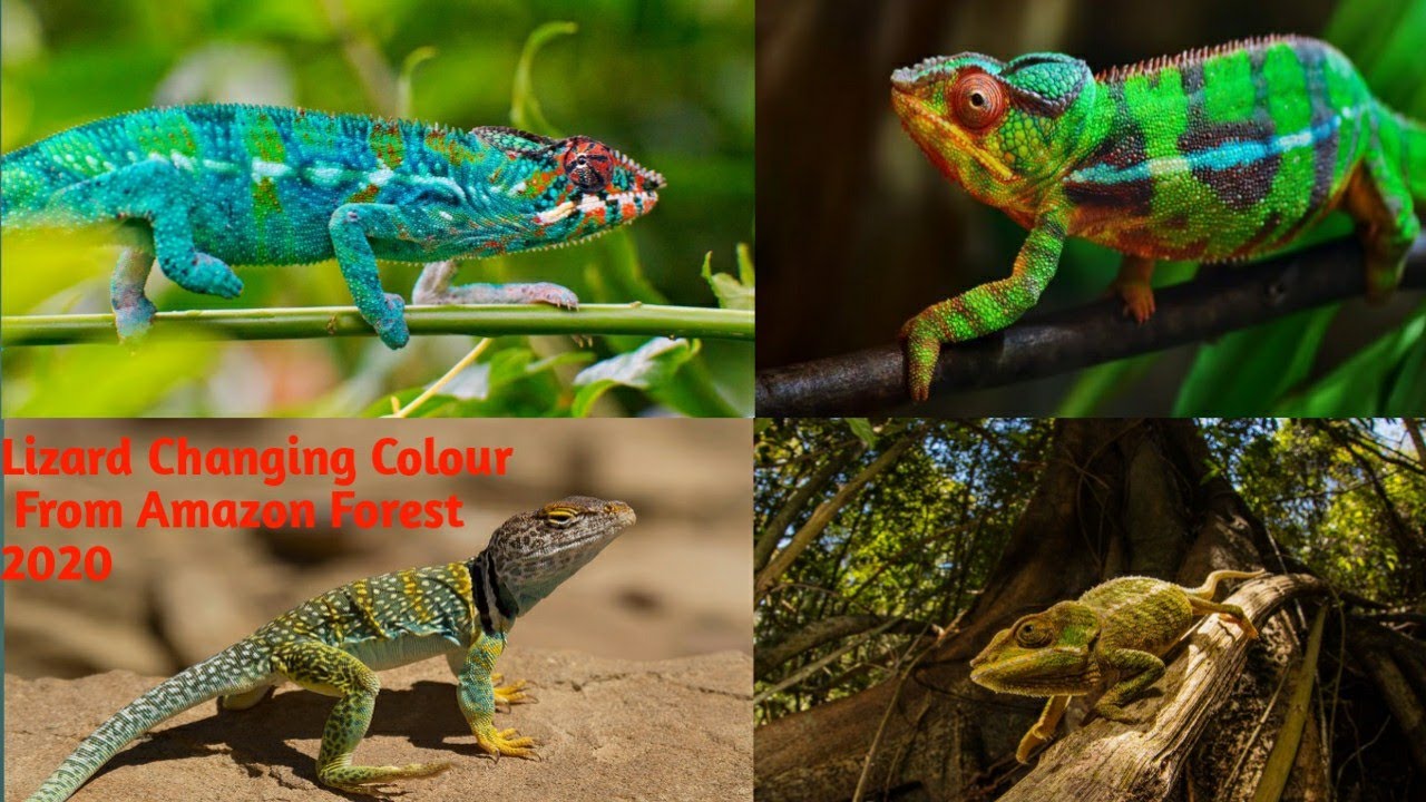 Chameleon Changing Colour | Lizard Changing Colour On Amazon Forest ...