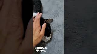 朝からご機嫌でゴロンゴロンのモル#シニア猫 #保護猫 #shorts