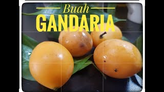 Buah GANDARIA Thailand || MARIAN  PLUM Testing || Tropical Fruit || Unique Fruit