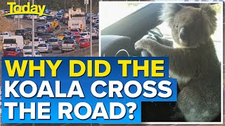 Curious koala wreaks traffic chaos on freeway | Today Show Australia