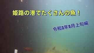 姫路に魚が帰ってきた！姫路市の港の海中を撮影！メバルが釣れました！