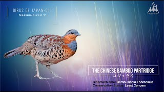 Birds Of Japan 011:The Chinese bamboo partridge 日本の野鳥011:コジュケイ