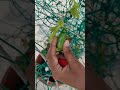 பறிச்சு சாப்பிட வைக்கும் garden gardening natural shorts short shortsfeed shortvideo shortsvideo