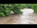 cows swept down the zumbrota river