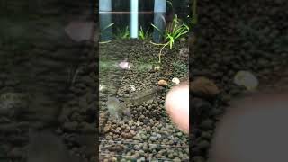 アピストグラマ・コムブラエ(欧便)ペアです。　#熱帯魚  #アピストグラマ #癒し動画 #熱帯魚水槽 #動画 #ペット #AQUASHOPゆう #アクアショップゆう #アクアリウム #aquarium