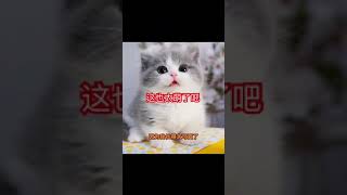 不敢说话的猫，因为太萌啦#cat