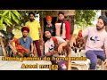 shonk jammu  de home made aseel murga #aseel #viral #farming #viralvideo #saynotodrugs