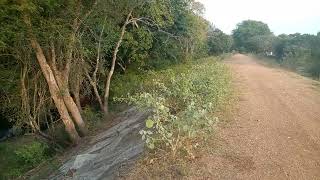 Scary forest பயங்கரமான காடு