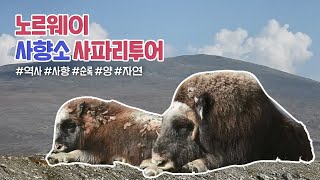 [🌍글로벌 생생 통신원 3기🛫] 노르웨이 일상 속 다양한 생물들과 사향소 사파리투어 ｜Norway｜Musk ox｜Safari Tour