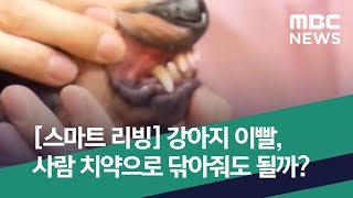 [스마트 리빙] 강아지 이빨, 사람 치약으로 닦아줘도 될까? (2019.07.19/뉴스투데이/MBC)