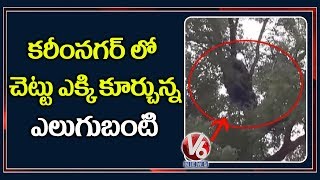 Wild Bear that caused a scare in Molangur | Karimnagar | V6 Telugu News