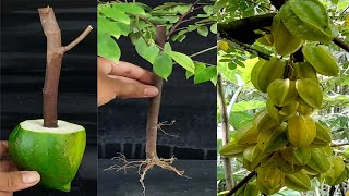 Easy Way To Grow Star Fruit Tree From Cutting