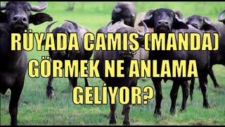 Rüyada Camış manda Görmek Ne Anlama Geliyor | Rüya Tabirleri