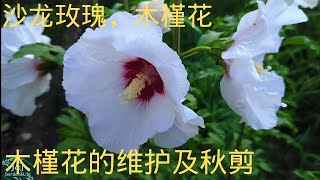 036【J\u0026J花漾年華】沙龙玫瑰 ，木槿花的维护及修剪，Rose of Sharon，Daily maintenance and autumn pruning  Hibiscus