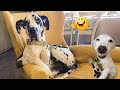 The Funniest Cats and Dogs Videos of 2024! 🐾😁 Best Of The Funny Animal Videos.