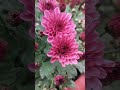 guldaudi dwarf variety chrysanthemum guldaudi winterfloweringplant